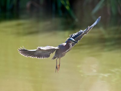 Green Heron _6209500.jpg