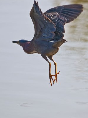 Green Heron _6209513.jpg