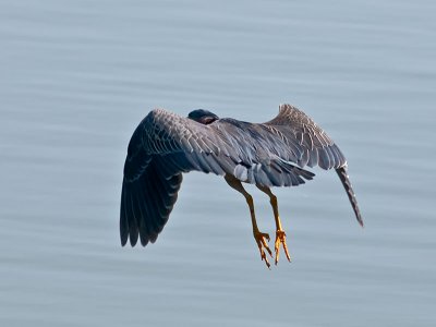Green Heron _6209516.jpg