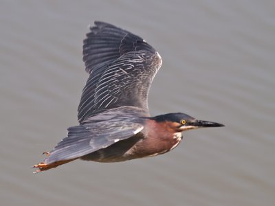 Green Heron _6249718.jpg