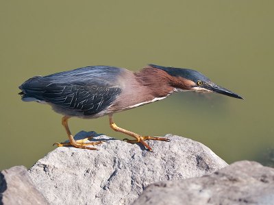 Green Heron _6279780.jpg