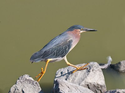 Green Heron _6279786.jpg