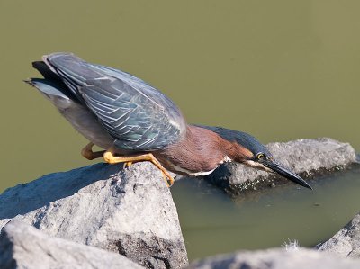Green Heron _6279793.jpg