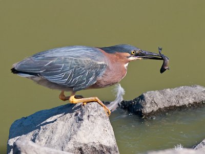 Green Heron _6279799.jpg