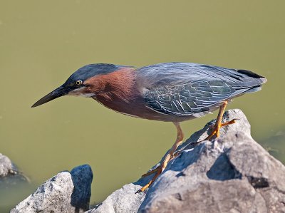 Green Heron _6279848.jpg