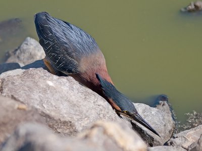 Green Heron _6279877.jpg