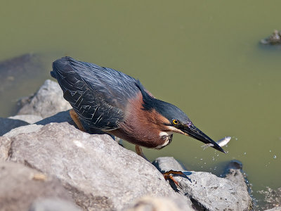 Green Heron _6279879.jpg