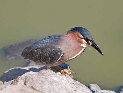Green Heron _6279887.jpg