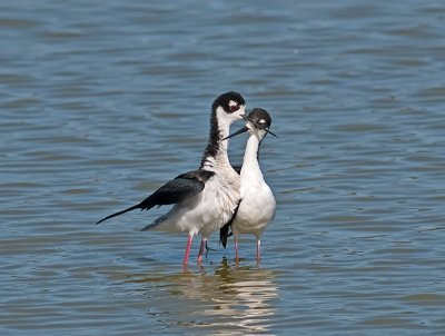 Black Necked Stilts _6249638.jpg