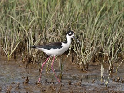 female Black-necked Stilt _5057305.jpg