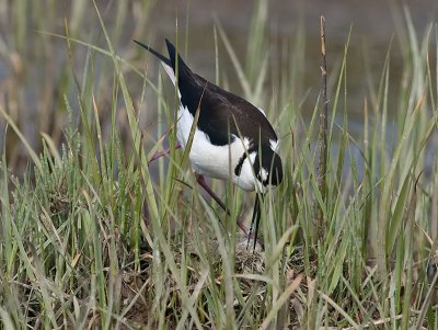 female Black-necked Stilt _5057317.jpg