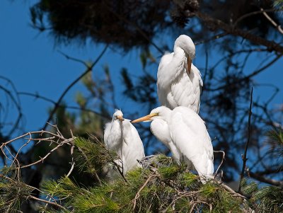 Great Egret _7039690.jpg