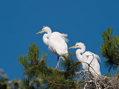 Great Egrets _7039680.jpg