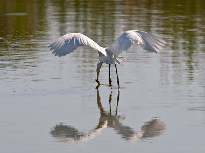 Snowy Egret _6289923.jpg