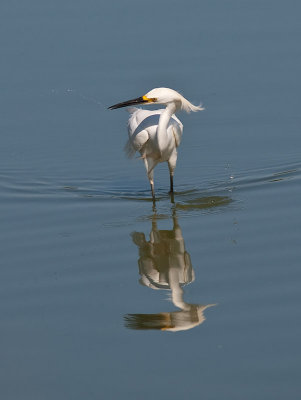 Snowy Egret _6289953.jpg