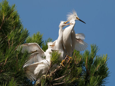 Snowy Egrets _7100029.jpg