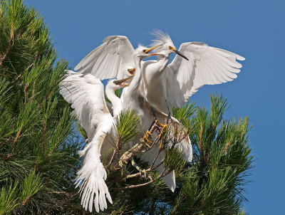 Snowy Egrets _7100030.jpg