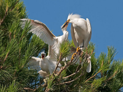 Snowy Egrets _7100052.jpg