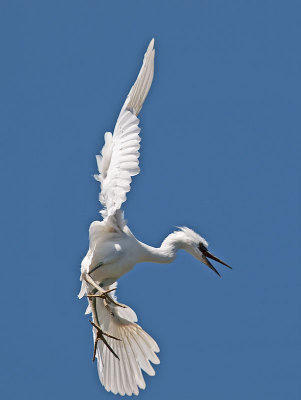 Immature Snowy Egret _7079874.jpg