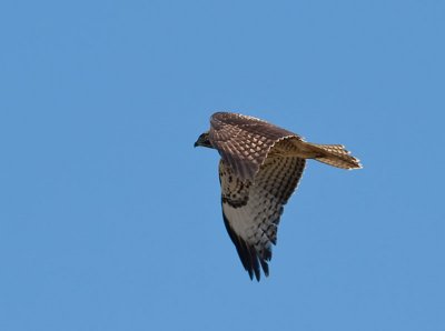 Red-tailed Hawk _7170359.jpg