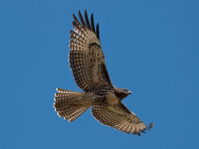 Hawks 2009