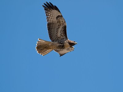 Red-tailed Hawk _7170376.jpg