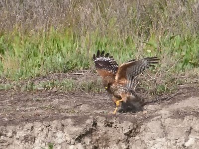 Red-shouldered Hawk cr _4135002.jpg