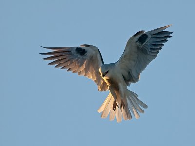 White-tailed Kite _8031439.jpg