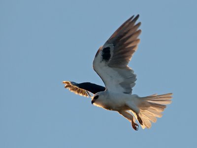 White-tailed Kite _8031455.jpg