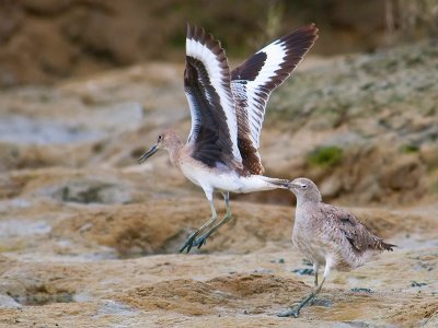 Willets courting _8031368.jpg
