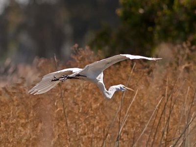 Great Egret  _7260123.jpg