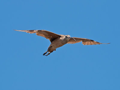 Long-billed Curlew _8222463.jpg