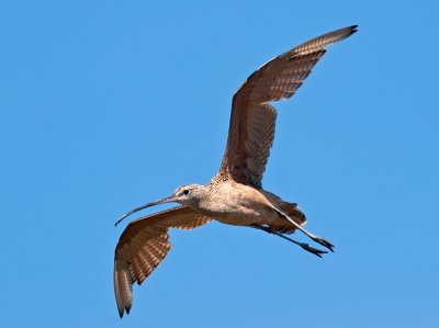 Long-billed Curlew _8222469.jpg