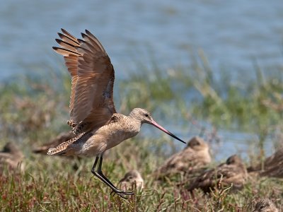 Marbled Godwit _8222435.jpg