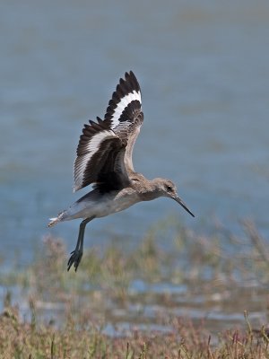 Willet _8222440.jpg