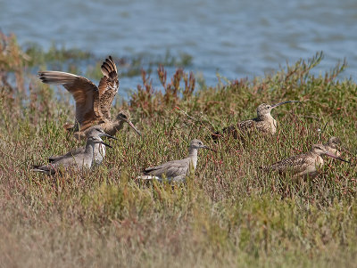Curlew, Willets, Godwits  _8222421.jpg