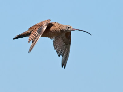 Long-billed Curlew _8212347.jpg
