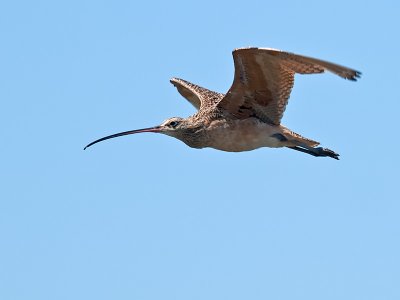 Long-billed Curlew _8212353.jpg
