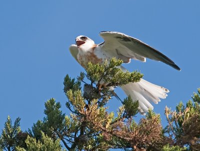 White-tail _9052338.jpg