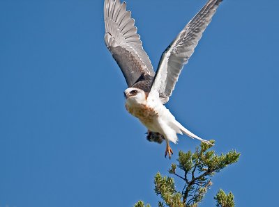White-tail _9052340.jpg