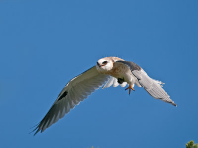 White-tail _9052342.jpg