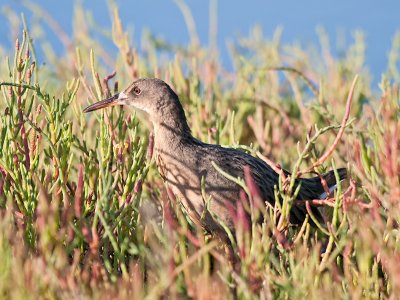 Clapper Rail _9123285.jpg