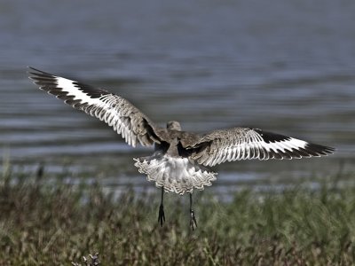 Willet _8212385-2.jpg