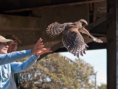 Red-shouldered Hawk _A034881.jpg