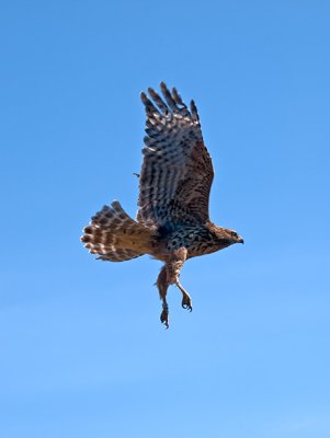 Red-shouldered Hawk _A034885.jpg