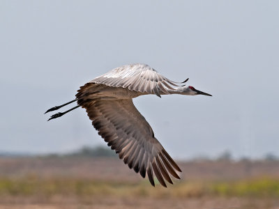 Cranes 2009