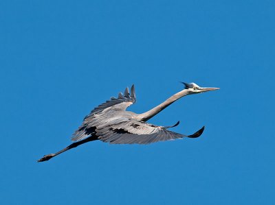 Great Blue Heron _6119870.jpg