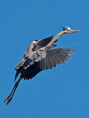 Great Blue Heron _6119871.jpg
