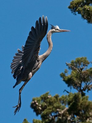 Great Blue Heron _6119872.jpg