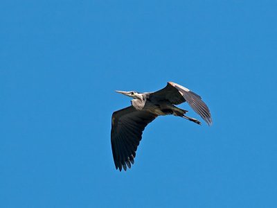 Great Blue Heron _6119879.jpg